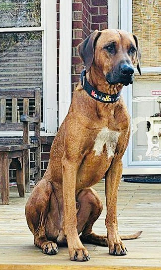 Nightlife Skyline-Manhattan Lifestyle Logo Dog Collar